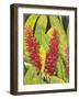 Red Tropical Flowers I-Tim OToole-Framed Art Print