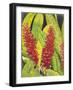 Red Tropical Flowers I-Tim OToole-Framed Art Print