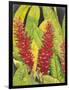 Red Tropical Flowers I-Tim OToole-Framed Art Print