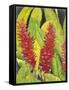 Red Tropical Flowers I-Tim OToole-Framed Stretched Canvas