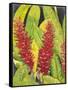 Red Tropical Flowers I-Tim OToole-Framed Stretched Canvas