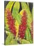 Red Tropical Flowers I-Tim OToole-Stretched Canvas