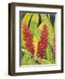 Red Tropical Flowers I-Tim OToole-Framed Art Print