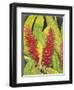 Red Tropical Flowers I-Tim OToole-Framed Art Print