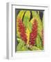 Red Tropical Flowers I-Tim OToole-Framed Art Print