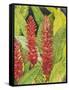 Red Tropical Flowers II-Tim OToole-Framed Stretched Canvas