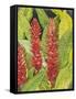 Red Tropical Flowers II-Tim OToole-Framed Stretched Canvas