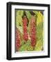 Red Tropical Flowers II-Tim OToole-Framed Art Print