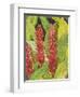 Red Tropical Flowers II-Tim OToole-Framed Art Print