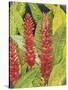 Red Tropical Flowers II-Tim OToole-Stretched Canvas