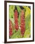 Red Tropical Flowers II-Tim OToole-Framed Art Print