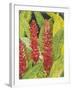 Red Tropical Flowers II-Tim OToole-Framed Art Print