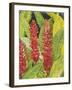 Red Tropical Flowers II-Tim OToole-Framed Art Print