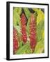 Red Tropical Flowers II-Tim OToole-Framed Art Print