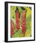 Red Tropical Flowers II-Tim OToole-Framed Art Print