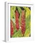 Red Tropical Flowers II-Tim OToole-Framed Art Print