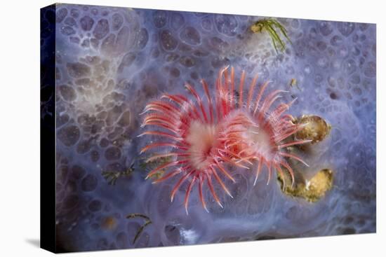 Red Tube Worm (Serpula Vermicularis), Cap De Creus, Costa Brava, Spain-Reinhard Dirscherl-Stretched Canvas