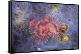 Red Tube Worm (Serpula Vermicularis), Cap De Creus, Costa Brava, Spain-Reinhard Dirscherl-Framed Stretched Canvas