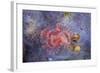 Red Tube Worm (Serpula Vermicularis), Cap De Creus, Costa Brava, Spain-Reinhard Dirscherl-Framed Photographic Print