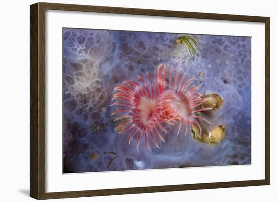 Red Tube Worm (Serpula Vermicularis), Cap De Creus, Costa Brava, Spain-Reinhard Dirscherl-Framed Photographic Print