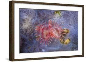 Red Tube Worm (Serpula Vermicularis), Cap De Creus, Costa Brava, Spain-Reinhard Dirscherl-Framed Photographic Print