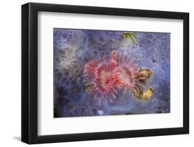 Red Tube Worm (Serpula Vermicularis), Cap De Creus, Costa Brava, Spain-Reinhard Dirscherl-Framed Photographic Print