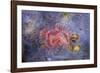 Red Tube Worm (Serpula Vermicularis), Cap De Creus, Costa Brava, Spain-Reinhard Dirscherl-Framed Photographic Print