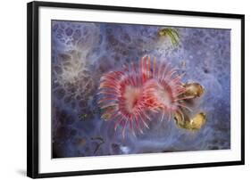 Red Tube Worm (Serpula Vermicularis), Cap De Creus, Costa Brava, Spain-Reinhard Dirscherl-Framed Photographic Print