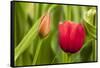 Red Tulip and Flower Bud-Richard T. Nowitz-Framed Stretched Canvas