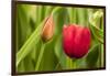 Red Tulip and Flower Bud-Richard T. Nowitz-Framed Photographic Print