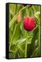 Red Tulip and Tulip Bud-Richard T. Nowitz-Framed Stretched Canvas