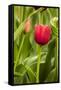 Red Tulip and Tulip Bud-Richard T. Nowitz-Framed Stretched Canvas