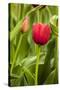 Red Tulip and Tulip Bud-Richard T. Nowitz-Stretched Canvas