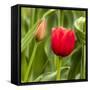 Red Tulip and Tulip Bud-Richard T. Nowitz-Framed Stretched Canvas