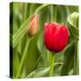 Red Tulip and Tulip Bud-Richard T. Nowitz-Stretched Canvas