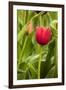 Red Tulip and Tulip Bud-Richard T. Nowitz-Framed Photographic Print