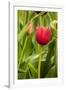 Red Tulip and Tulip Bud-Richard T. Nowitz-Framed Photographic Print