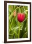 Red Tulip and Tulip Bud-Richard T. Nowitz-Framed Photographic Print