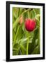 Red Tulip and Tulip Bud-Richard T. Nowitz-Framed Photographic Print