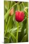 Red Tulip and Tulip Bud-Richard T. Nowitz-Mounted Photographic Print