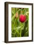 Red Tulip and Tulip Bud-Richard T. Nowitz-Framed Photographic Print