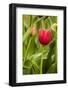 Red Tulip and Tulip Bud-Richard T. Nowitz-Framed Photographic Print