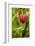 Red Tulip and Tulip Bud-Richard T. Nowitz-Framed Photographic Print