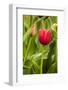 Red Tulip and Tulip Bud-Richard T. Nowitz-Framed Photographic Print