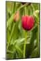 Red Tulip and Tulip Bud-Richard T. Nowitz-Mounted Photographic Print