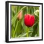 Red Tulip and Tulip Bud-Richard T. Nowitz-Framed Photographic Print