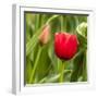 Red Tulip and Tulip Bud-Richard T. Nowitz-Framed Photographic Print