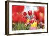 Red Tulip Astraction-Incredi-Framed Giclee Print