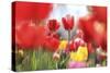 Red Tulip Astraction-Incredi-Stretched Canvas