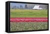 Red Tulip Barn-Dana Styber-Framed Stretched Canvas